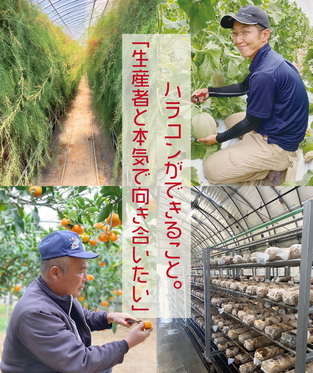 ハラコンができること　株式会社 ハラコン | 熊本の農業に価値を創造　農業販促コーディネートでお手伝い